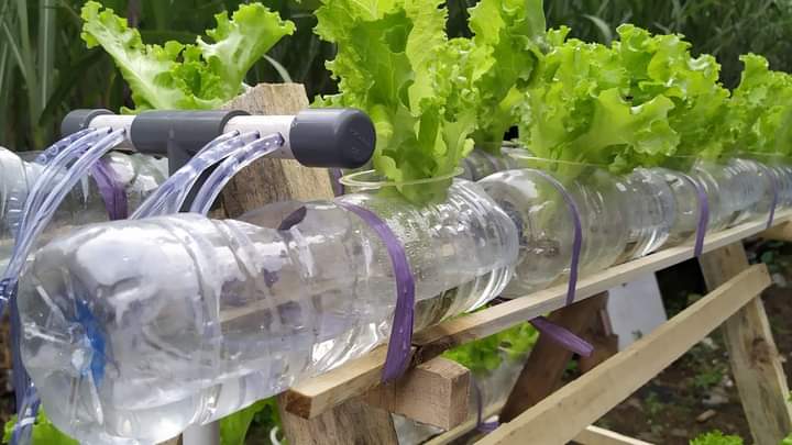Hidroponik dari Botol Bekas